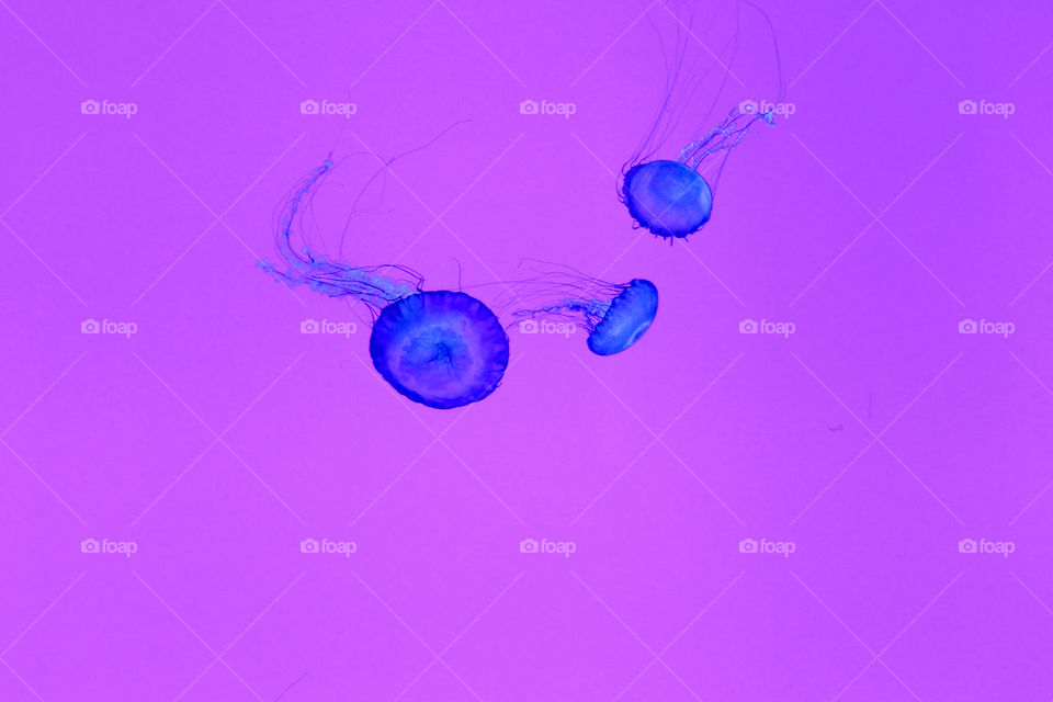 Blue Jellyfish, Sea Life