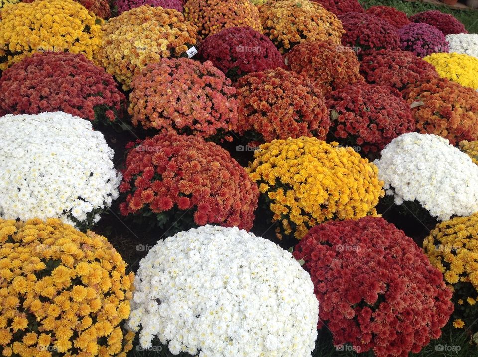 Chrysanthemums