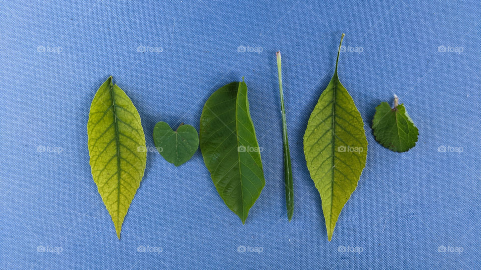 Various green leaves on blue background