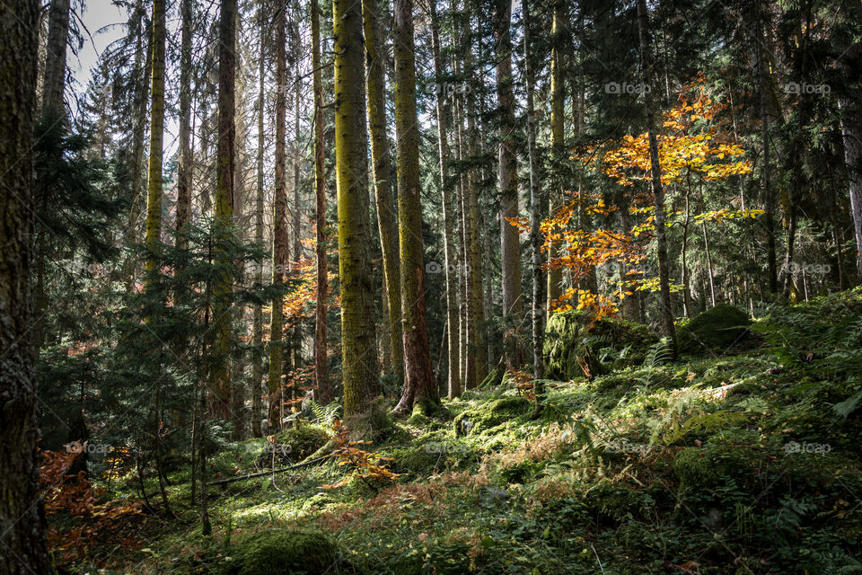 autumn begining in mixed forest