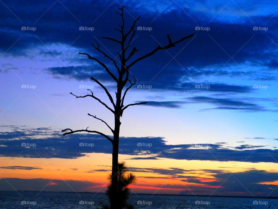 Silhouette of tree during sunset