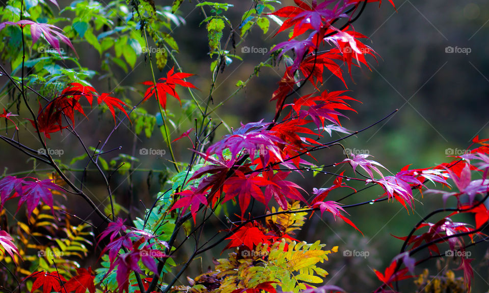 Forest autumn colours