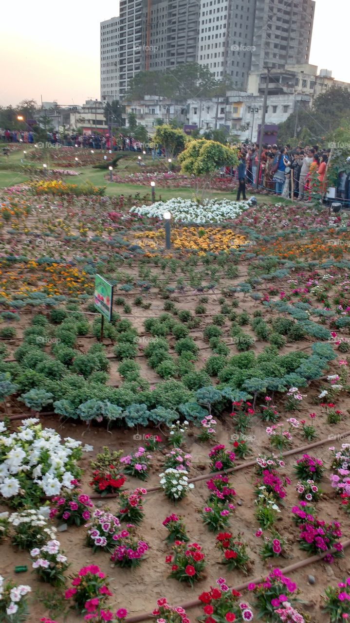 flowershow at
river frunt, Ahmedabad gujarat