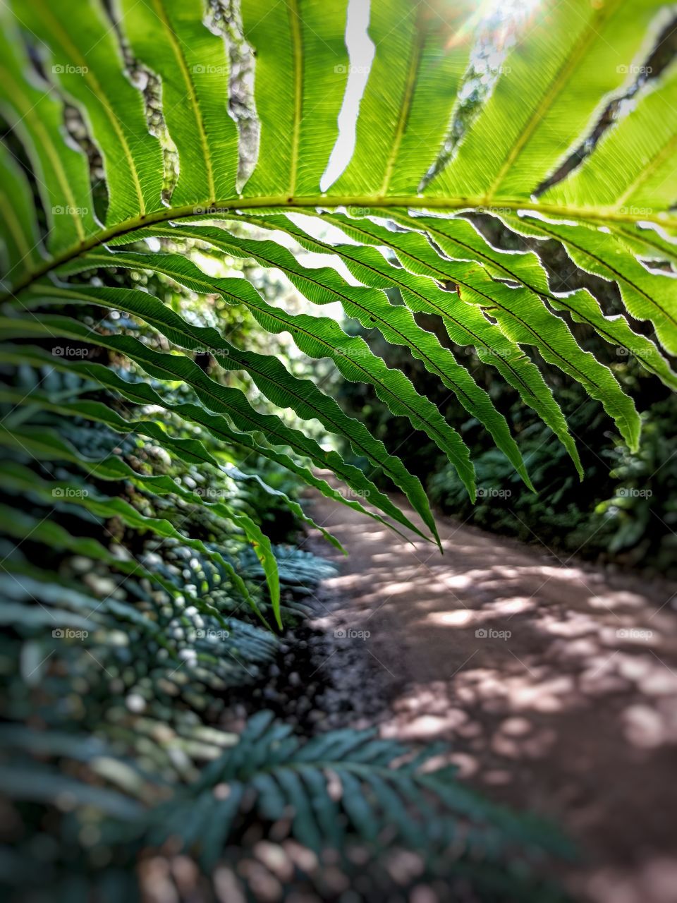 Detail of the foliage on the rural road