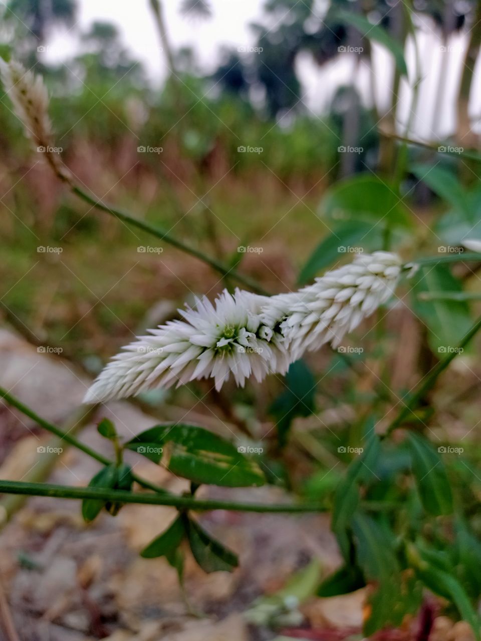 Green plants with splendiferous look.