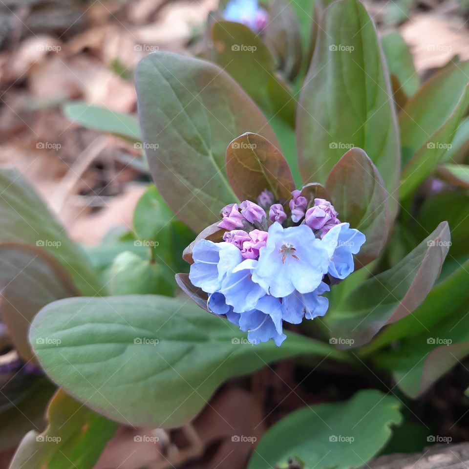 Wild Eastern Bluebells