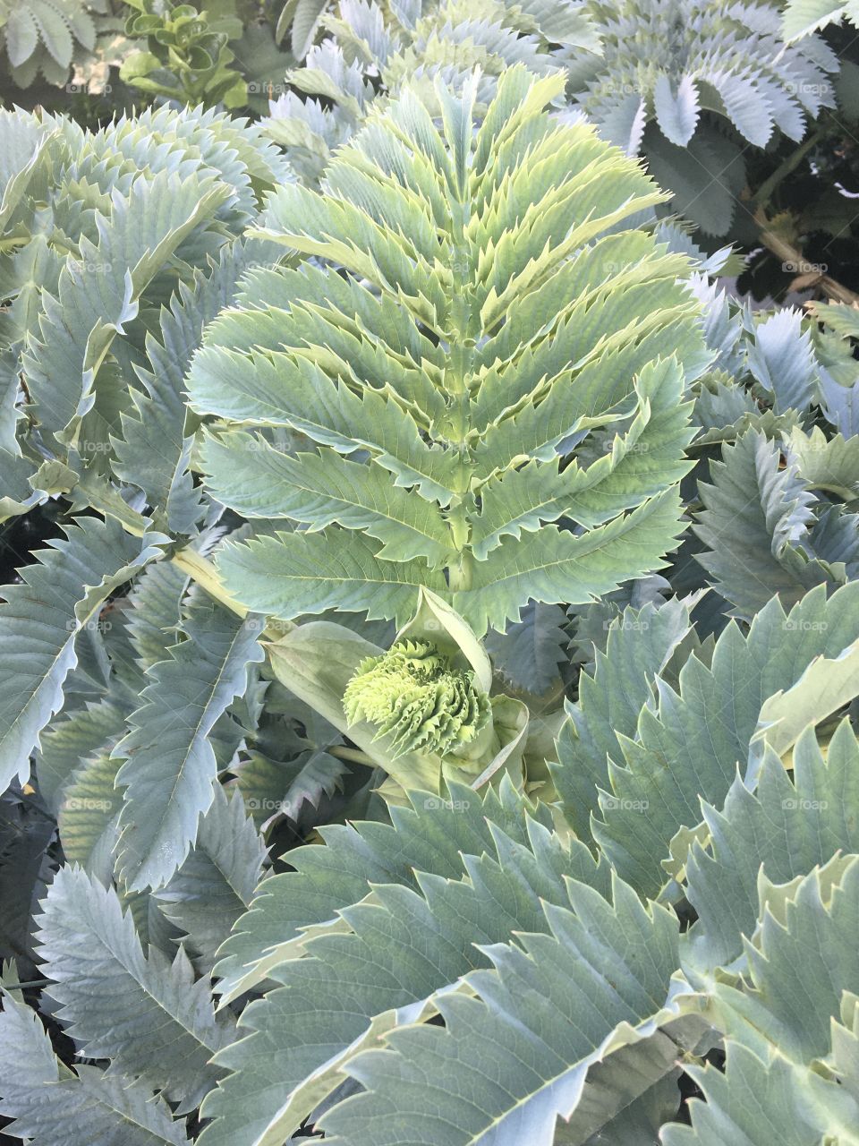 Vegetal shape of nature 