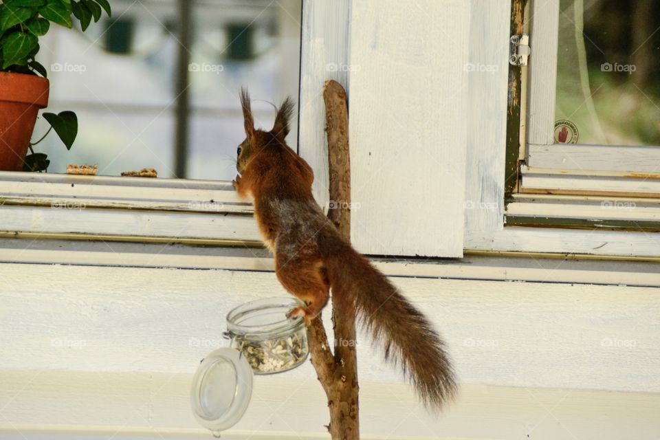 Squirrel climbing on window sill