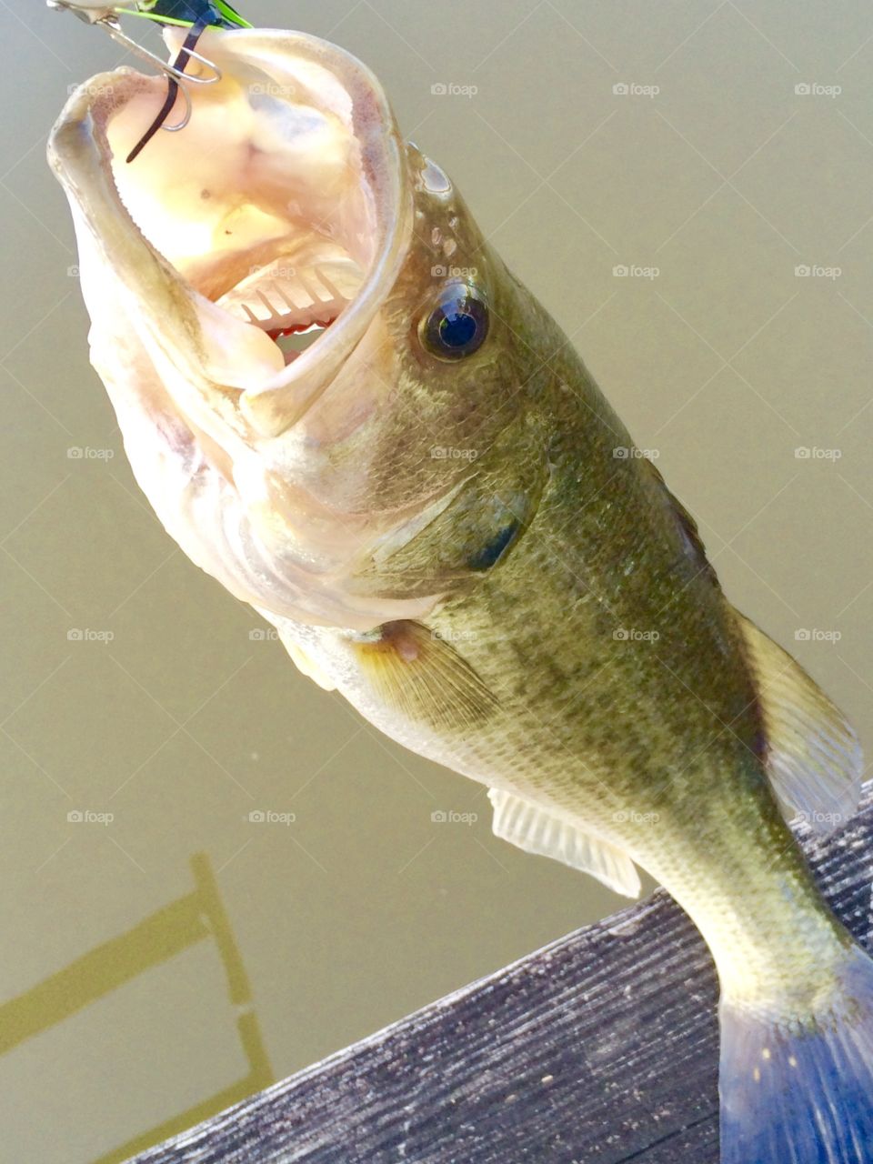 Beautiful Bass, Local Wildlife 