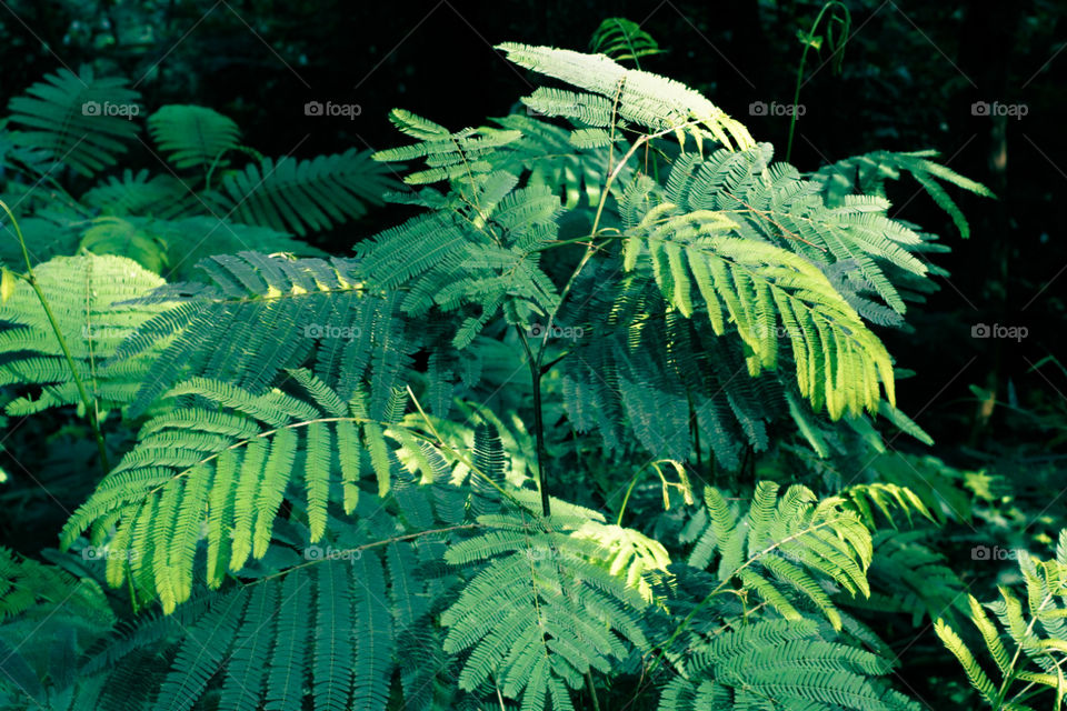 green leafs