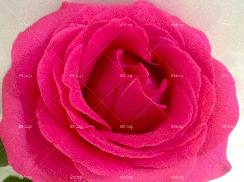 Rose on white background