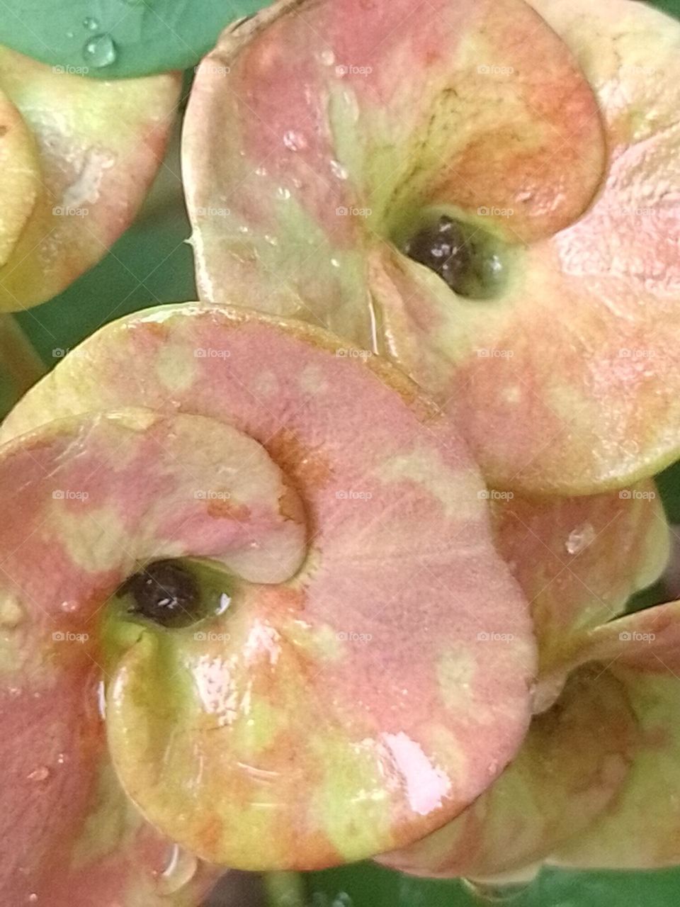 flor corona de cristo