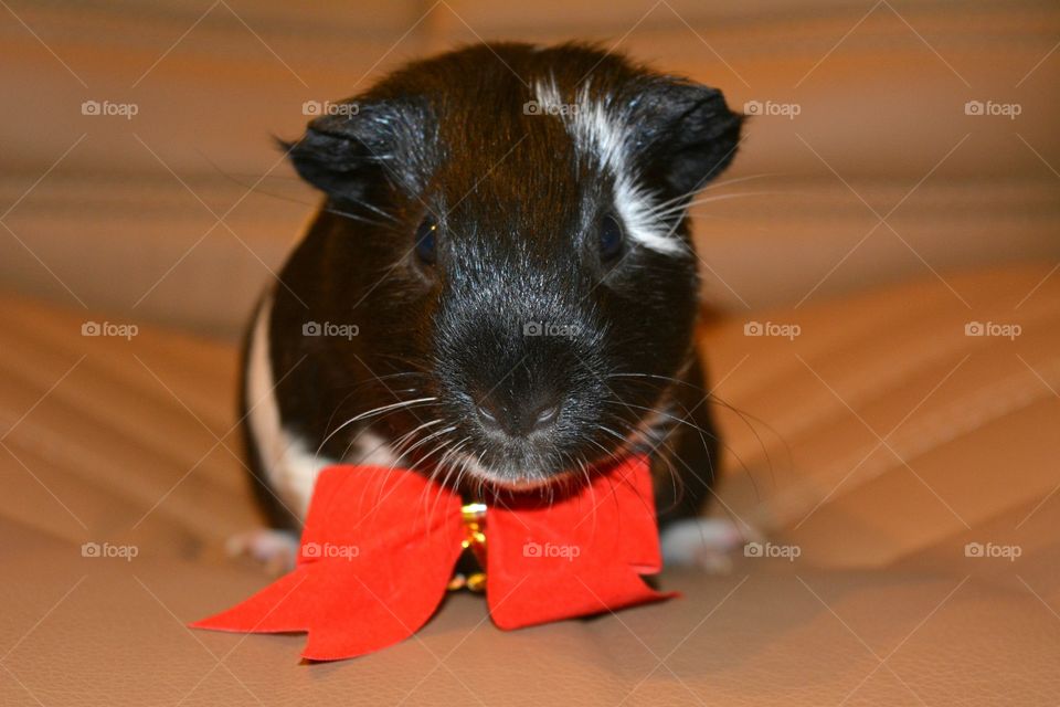 Guinea pig looking at camera