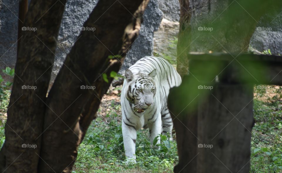 Indian white tiger