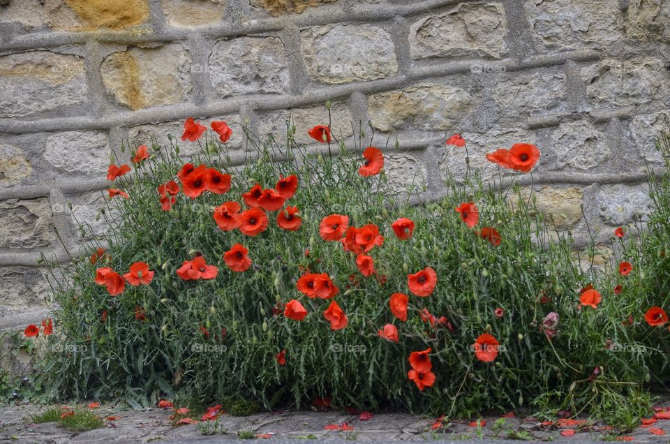 Poppies