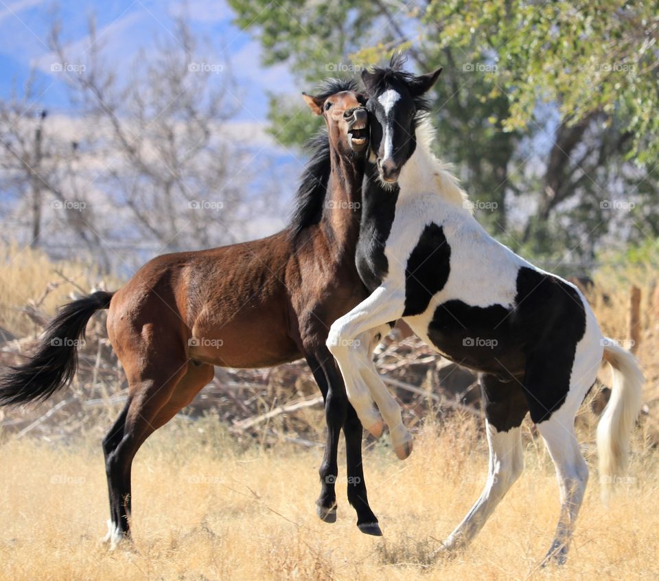 Two wild mustang colts on hind legs playing with heads together 