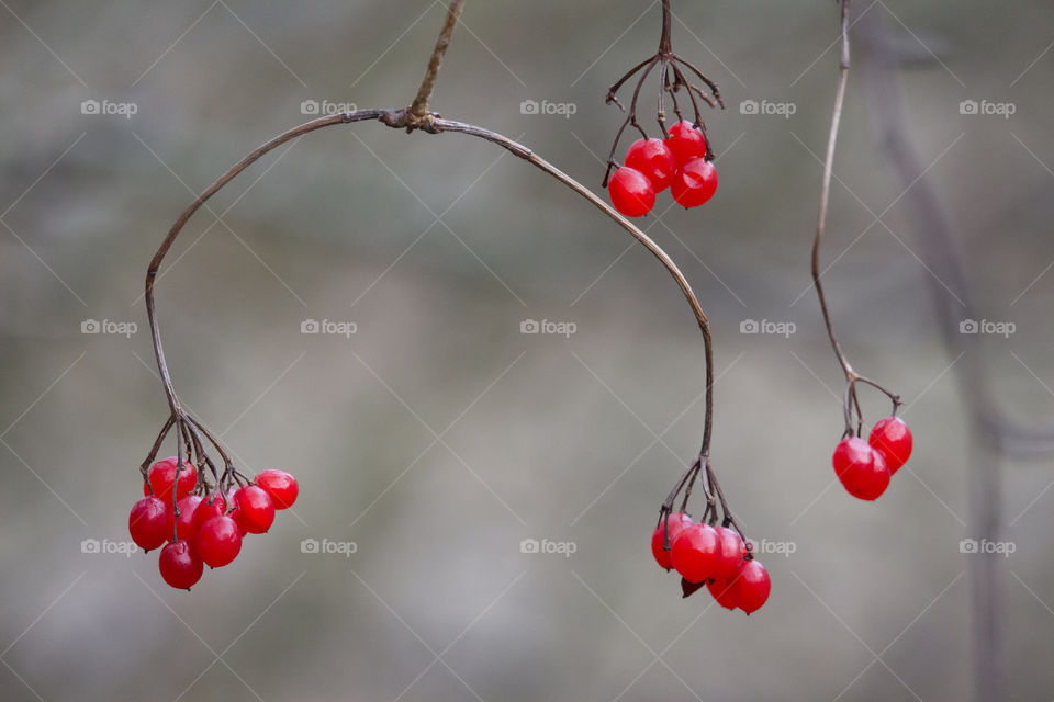 Red berries hanging from a branch 