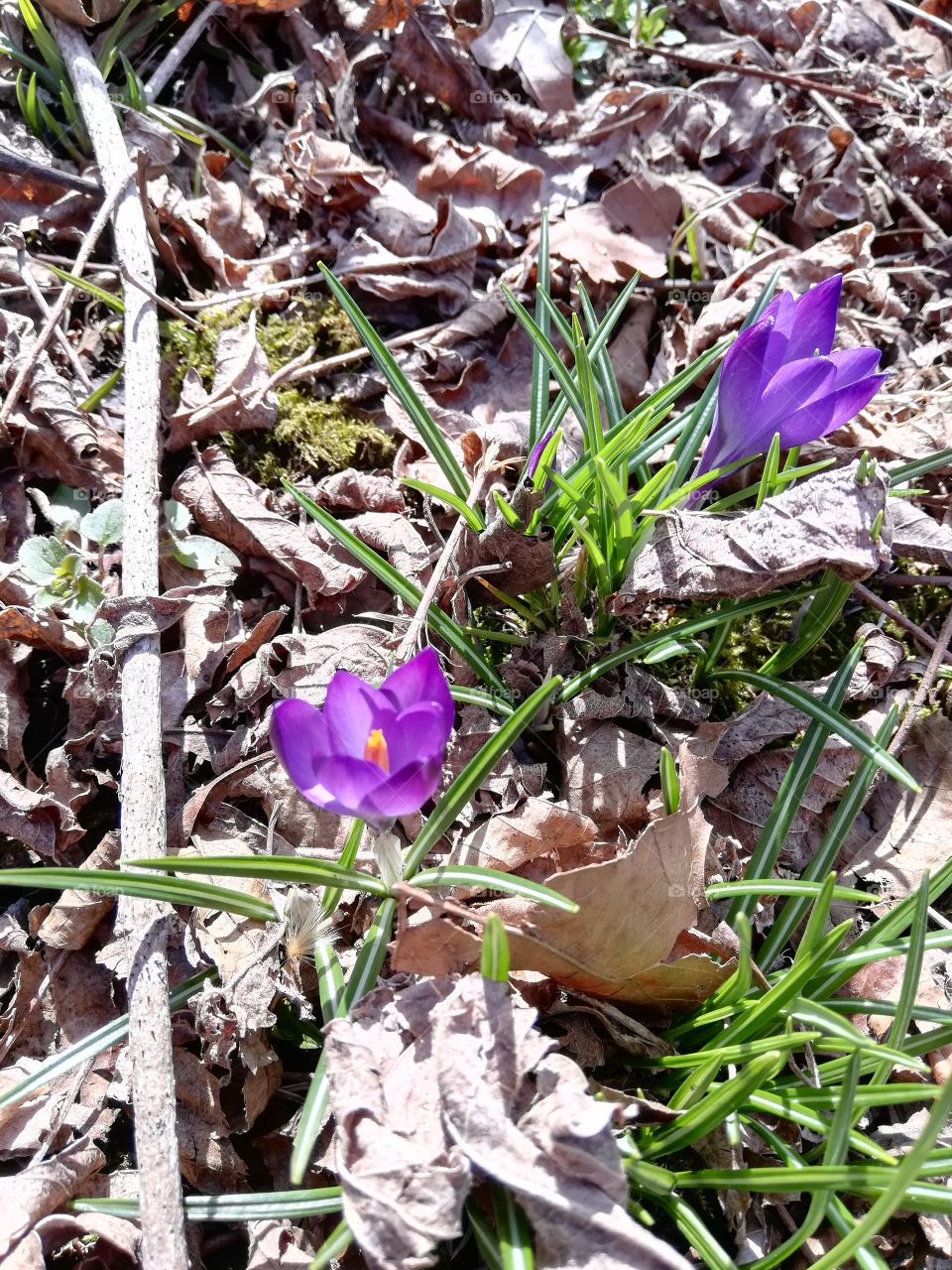 purple spring crocuses blooming on the side of a hiking trail