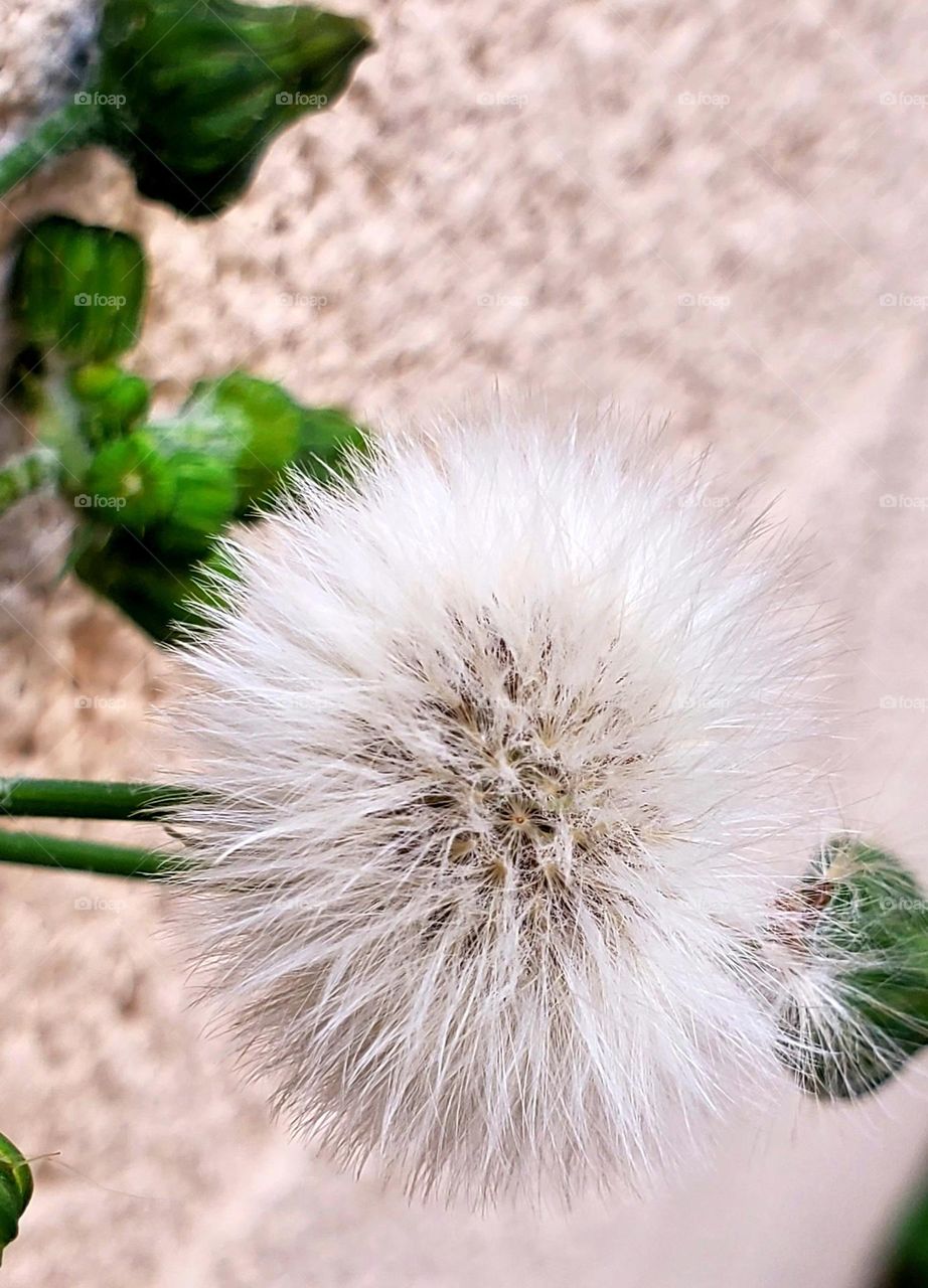 Dandelion Against the Wall