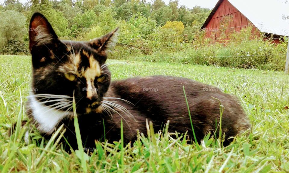 Calico