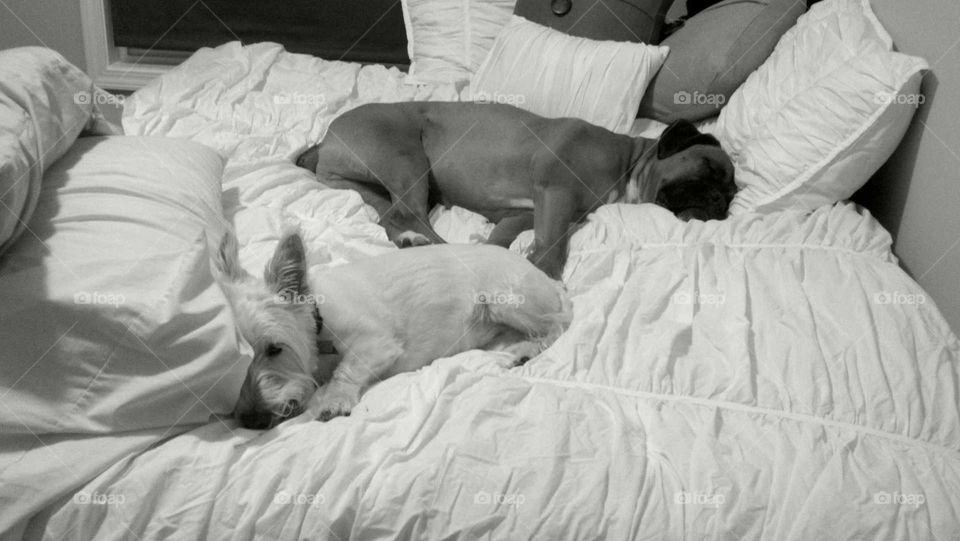 Let Sleeping Dogs Lie