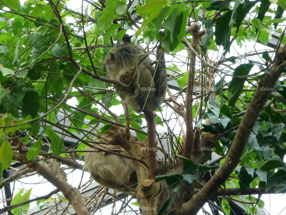 Sleeping sloths amongst the rain forest room at the Vancouver Aquarium in British Columbia 