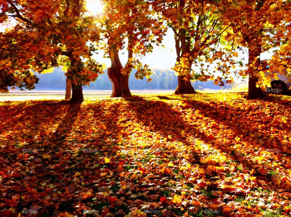 Fall leaves and shadow pictures of the trees.