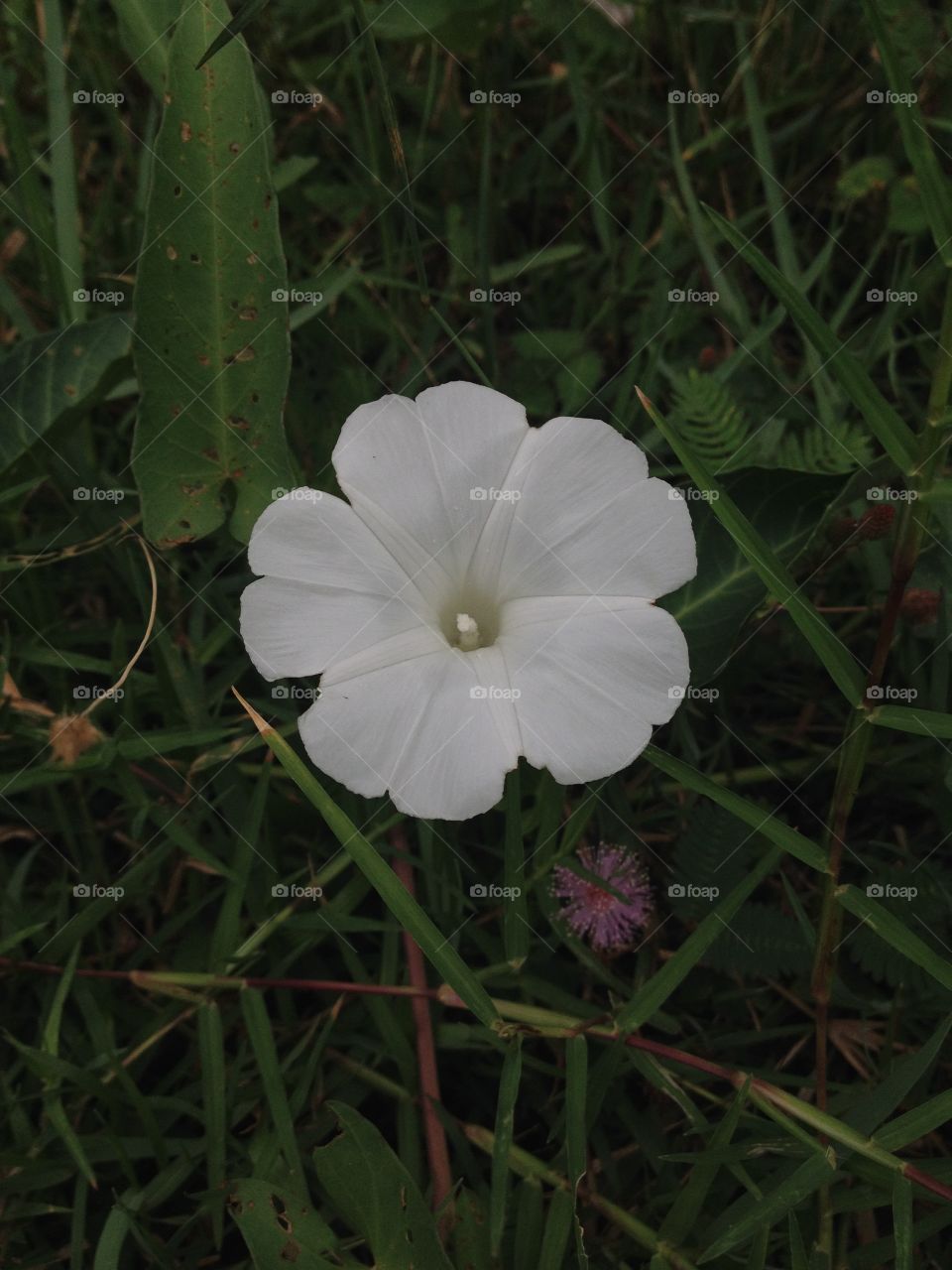 White Morning glory flower.