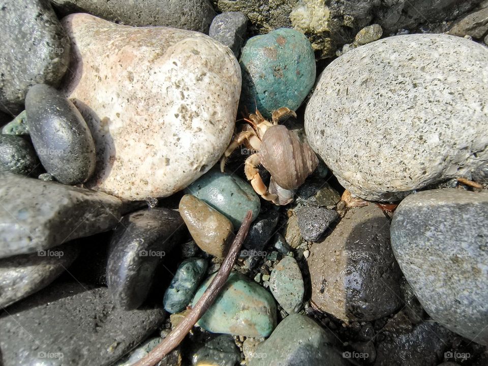 Hermit crab on a rock in the sea, closeup of photo