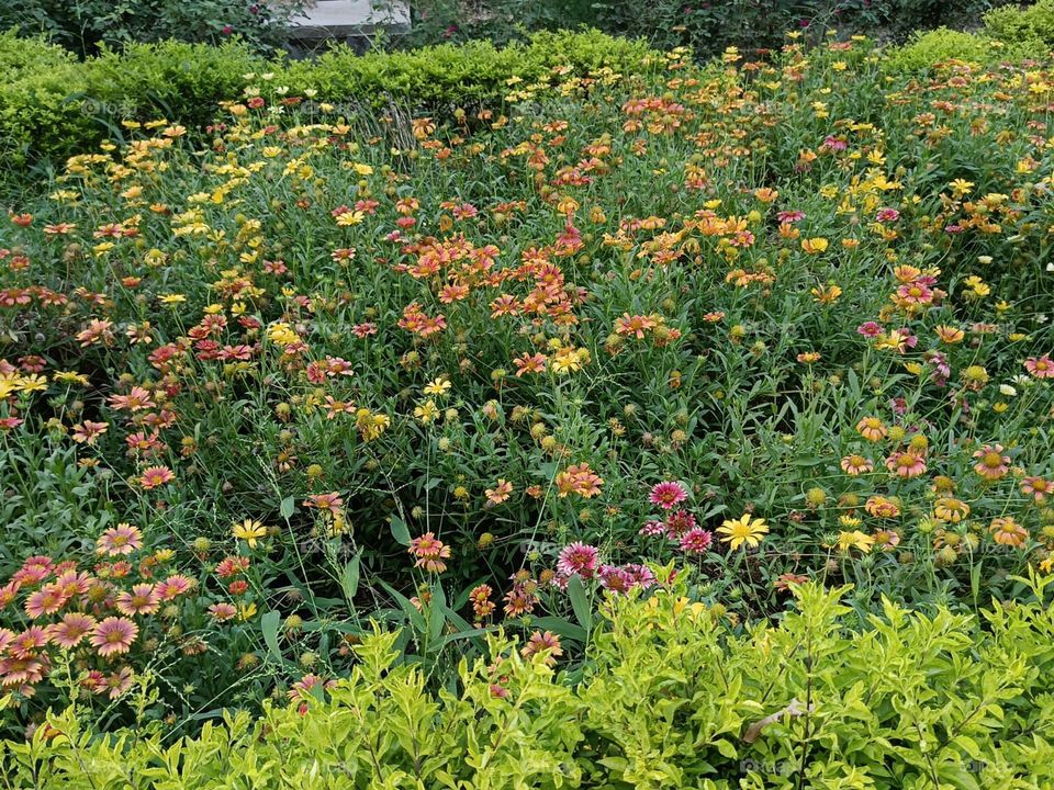 Those colourful flowers in the garden look so lovely and cheerful! It's like nature's own little paint palette. 🌼🌺🌿