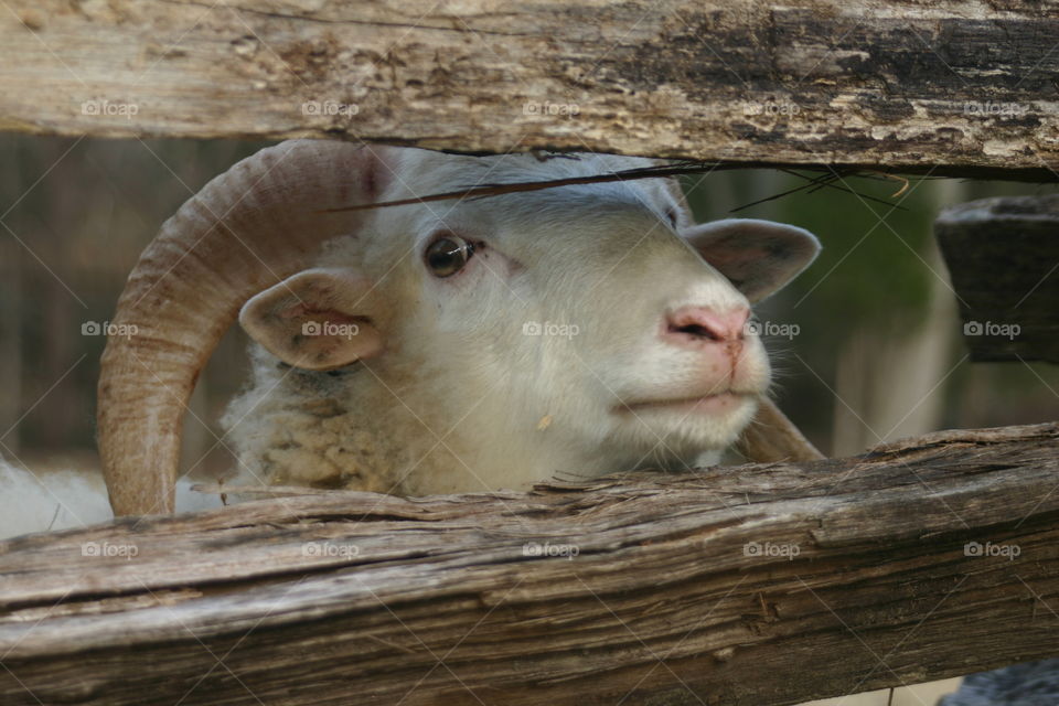 Sheep looking through fence