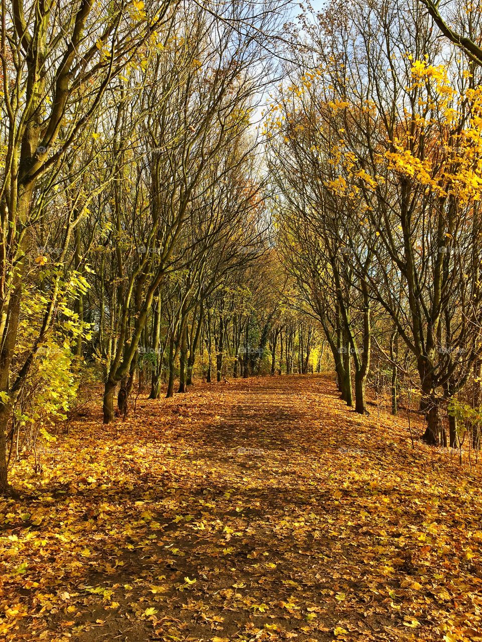 View of autumn trees