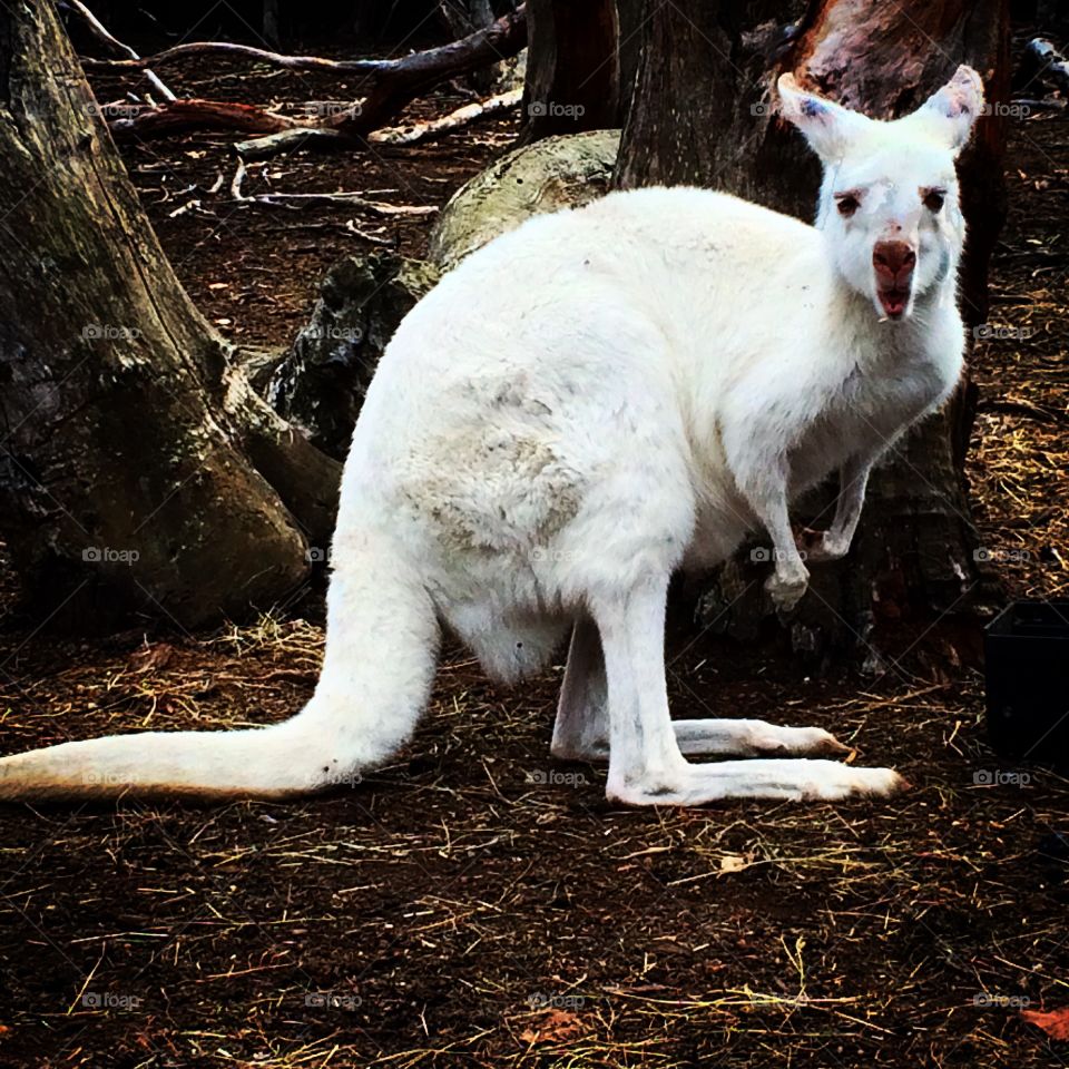 White Kangaroo! . Australian wild life Park in Kangaroo Island 