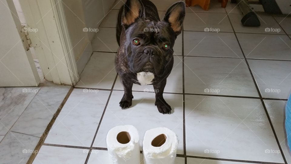 French Bulldog ate toilet paper