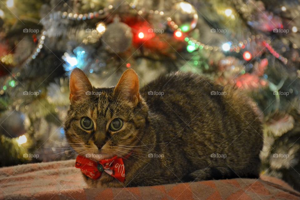 Christmas Cat 