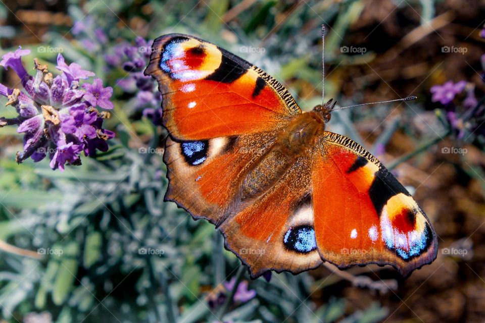 A peckok butterfly at the meadow