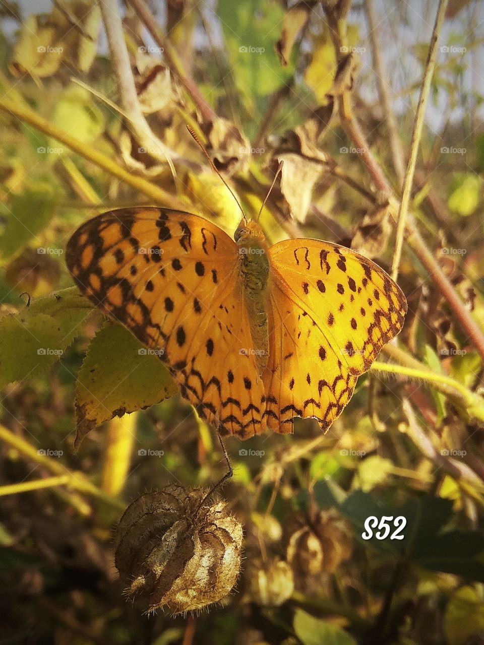 Common Leopard Butterfly____S52