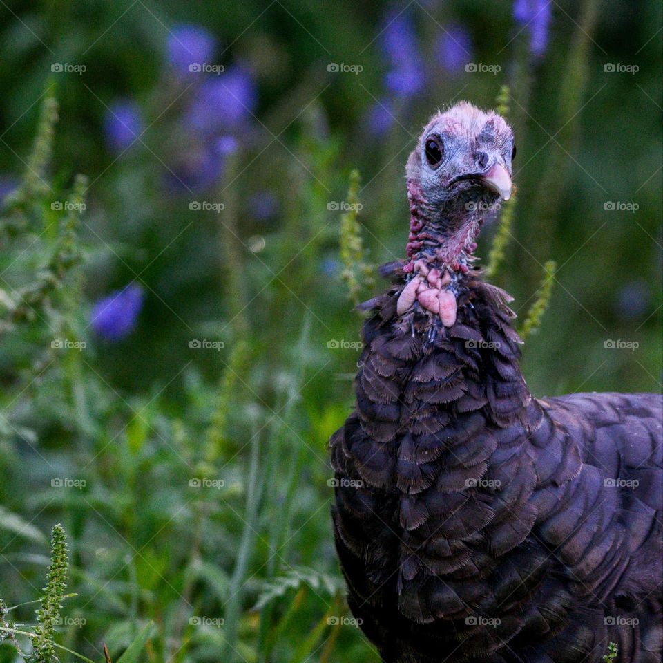 Curious wild turkey