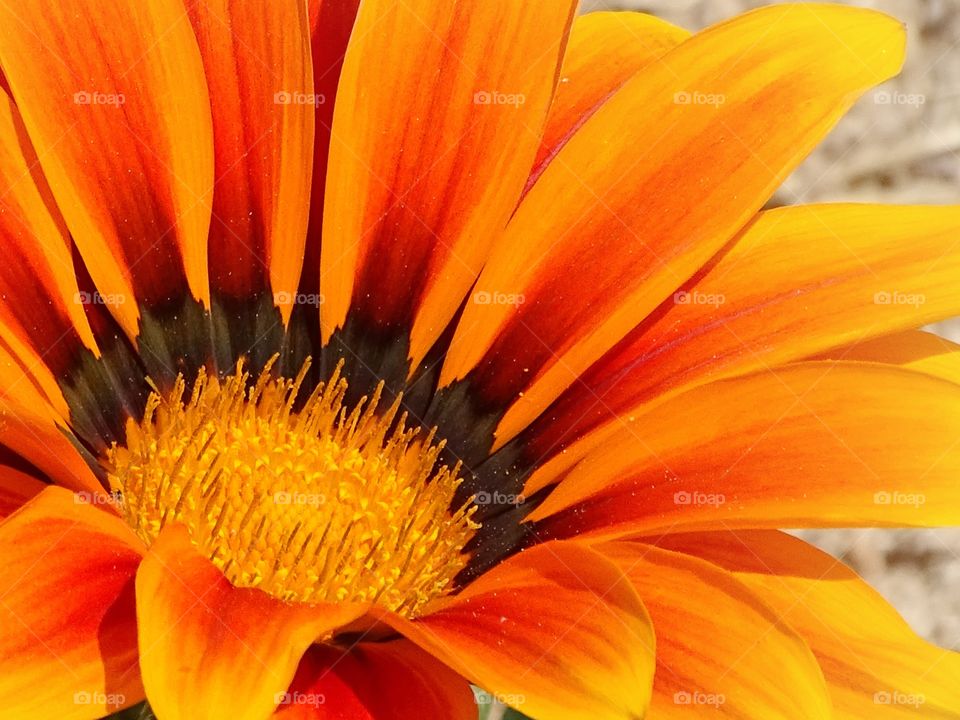 The beauty of the flowers