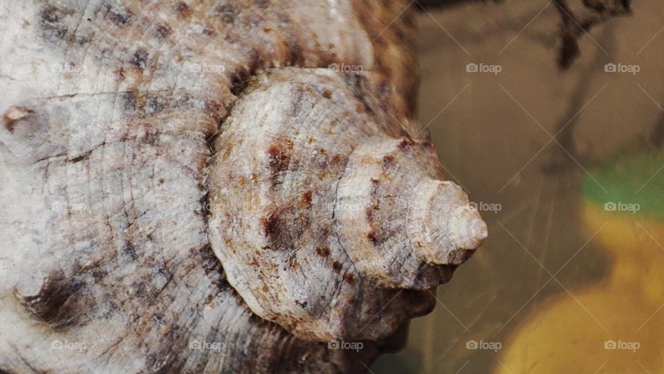 Macro photo of the texture of seashells
