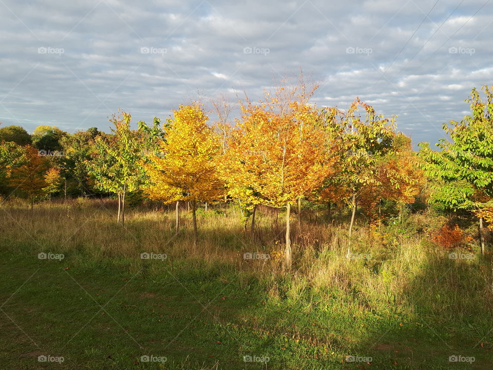 Fall, Landscape, Tree, Leaf, Nature