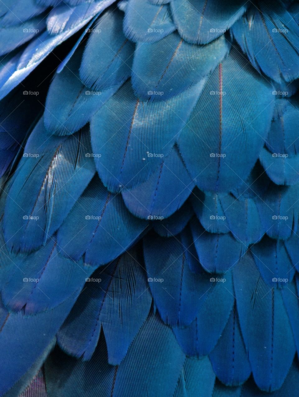 Blue Feathers 