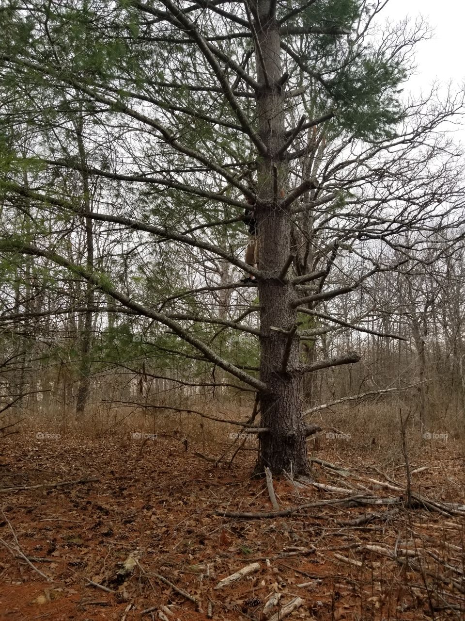 A perfect climbing tree