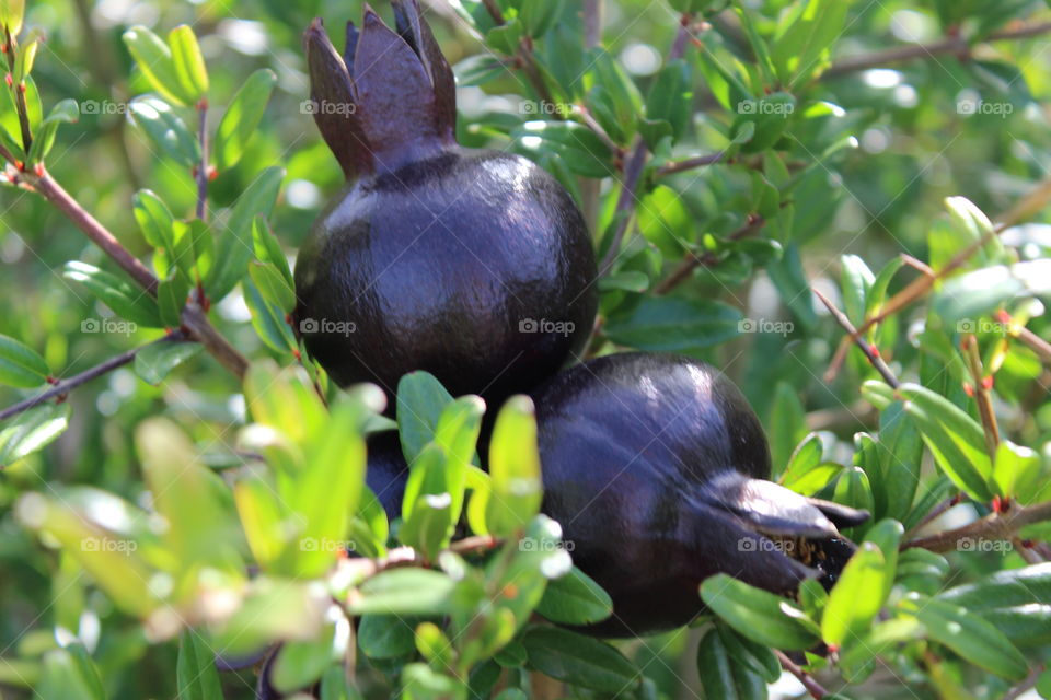 black pomegranate