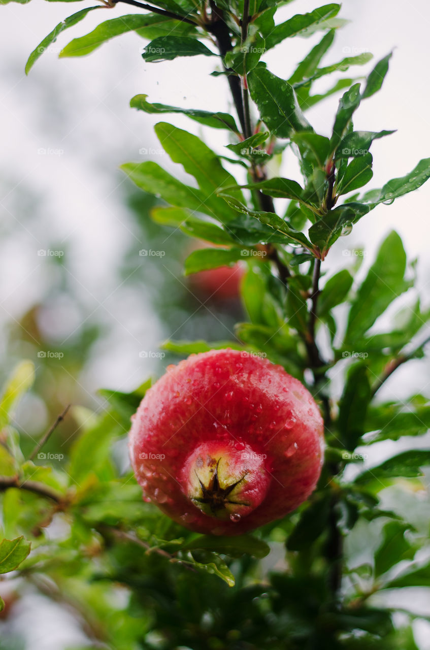 Green branch with red ripe pomegranate close up in the garden on a rainy day.