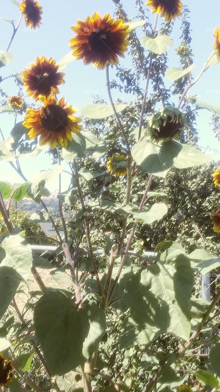 Sunflowers