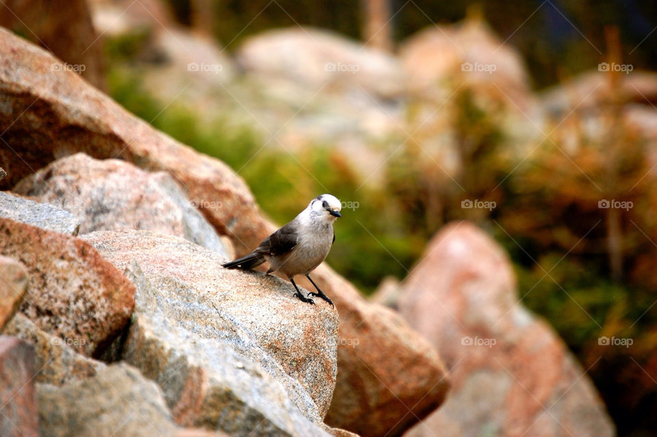 colorado mountain bird by refocusphoto