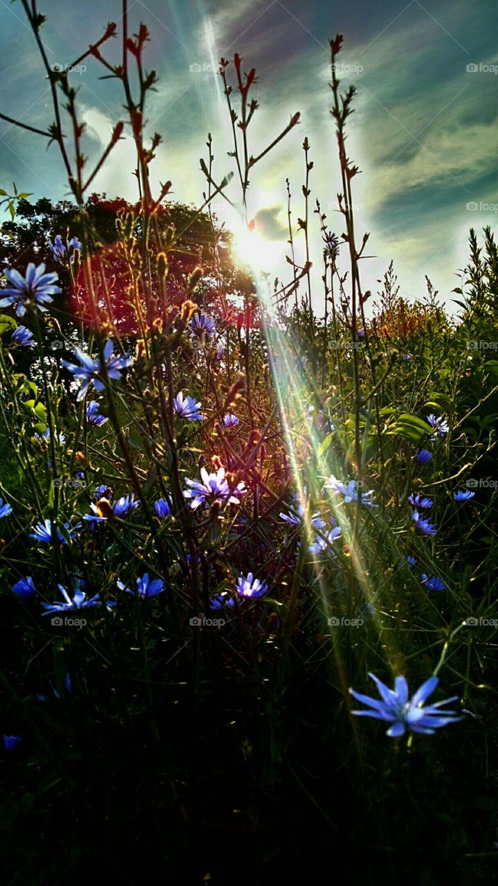 Flowers and sun rays