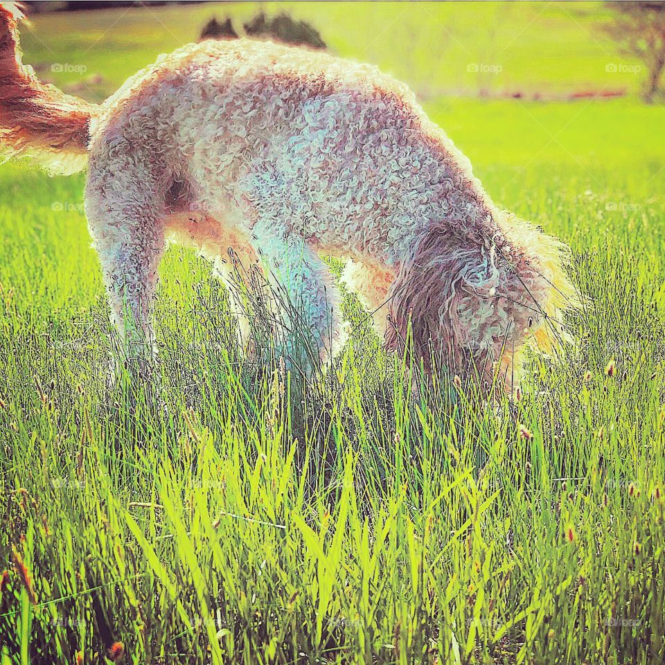 Tucker the Golden Doodle is up to his mischief again! He has crazy “doodle hair & don’t care!” Digging, rolling around, & chasing anything that will engage are his hobbies. Country life is what it is all about. 