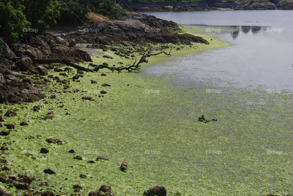 Seaweeds everywhere